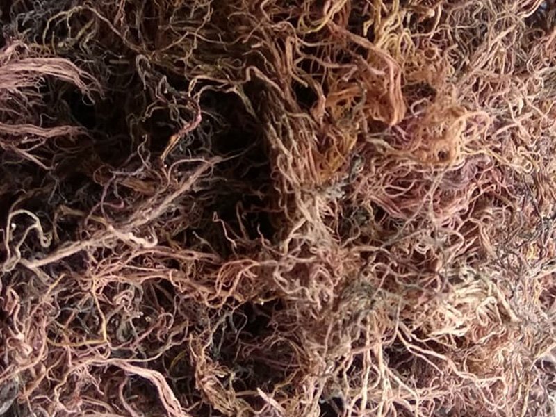 fine seaweed 800x600 1 1