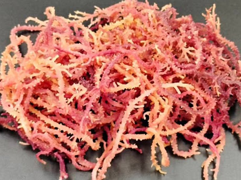 fine seaweed 800x600 2 1