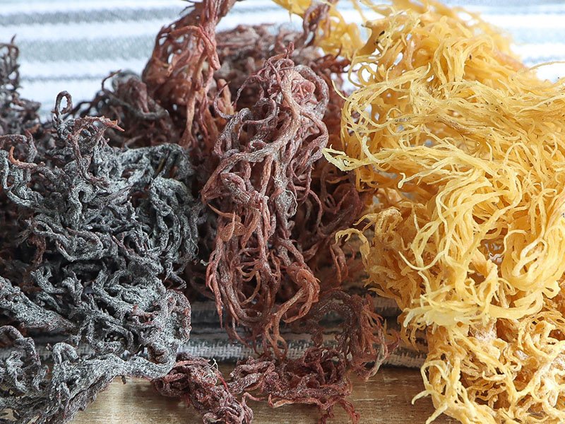 fine seaweed 800x600 3 1