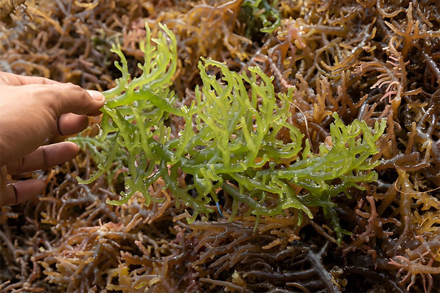 fine seaweed 900x600