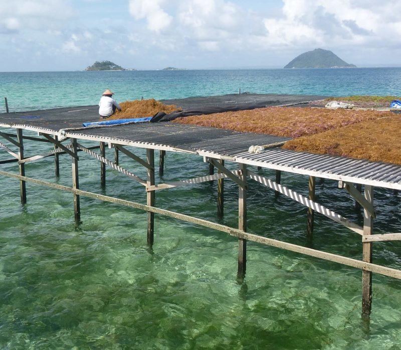indonesia seaweed sun drying cottonii e1557995496894